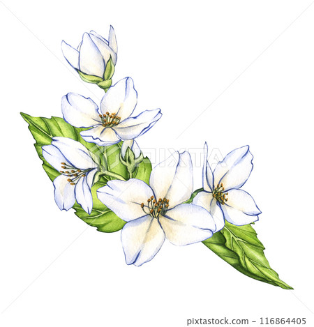 White flower, jasmine flowers isolated on white background. watercolor floral illustrations for invitation, card, design White flower, jasmine flowers isolated on white background. watercolor floral illustrations for invitation, card, design 116864405