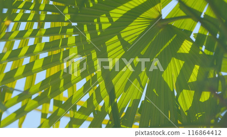 Green Leaf Of Palm Tree. Green Leaves On Green Background. Summer Vacation. Close up. 116864412