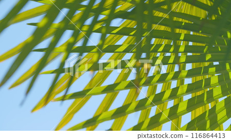 Palm Leaves Background. Palm Frond In Sunlight. Tropical Vegetation Background. Close up. 116864413