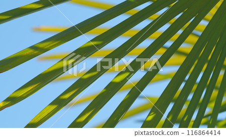 Green Leaves Texture Of Beautiful Palm Leaf With Sunshine. Natural Palm Leaf In Tropical Resort Garden. Close up. Green Leaves Texture Of Beautiful Palm Leaf With Sunshine. Natural Palm Leaf In Tropical Resort Garden. Close up. 116864414