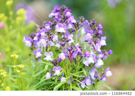 Linaria花 116864482