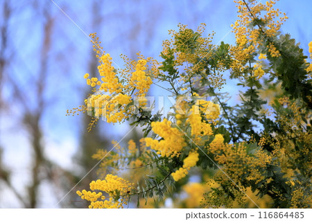 Ginkgo acacia flowers 116864485