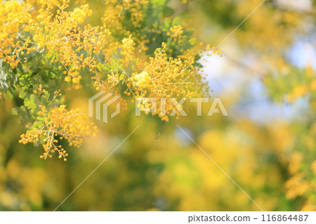銀杏金合歡花 116864487
