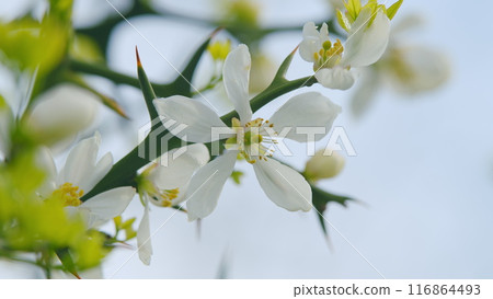 Citrus Trifoliata In Spring Garden. Japanese Bitter-Orange. Close up. 116864493