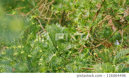 Green Branches Of Yew Tree. Taxus Baccata Or Common Yew With Flat Dark Green Leaves On Stems Bearing Seed Cones In Early Spring. Close up. Green Branches Of Yew Tree. Taxus Baccata Or Common Yew With Flat Dark Green Leaves On Stems Bearing Seed Cones In Early Spring. Close up. 116864496