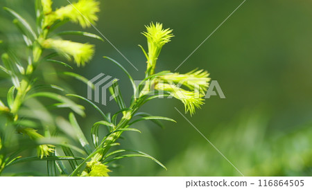 European Yew. New Bright Green With Yellow Stripes Foliage On Taxus Baccata Or Elegantissima. Nature Concept. Close up. 116864505