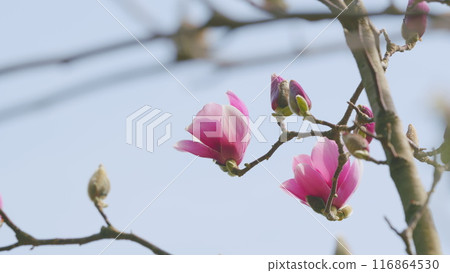 Gorgeous. Magnolia Tree Blossom. Branch Of Tender Spring Pink Flower Primrose Magnolia. Close up. 116864530