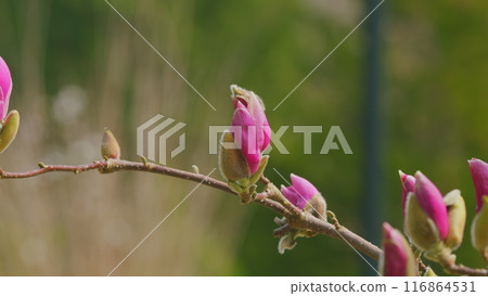 Blooming Pink Magnolia Flower On A Tree Branch. Magnolia X Soulangeana. Blooming Tree In Spring. Close up. Blooming Pink Magnolia Flower On A Tree Branch. Magnolia X Soulangeana. Blooming Tree In Spring. Close up. 116864531