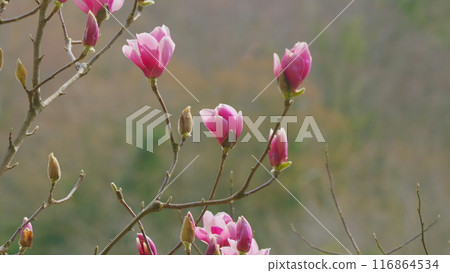 Flowers Magnolia Branch. Pink Magnolia Flowers In The Park In Spring. Close up. 116864534