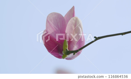 Blooming Pink Magnolia Flower On A Tree Branch. Magnolia X Soulangeana. Blooming Tree In Spring. Close up. 116864536