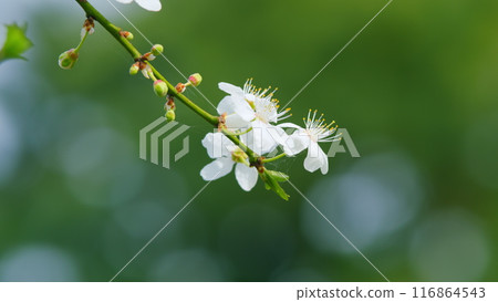 Spring Flowering Of Fruit Trees. Small White Flowers In Bloom During Spring. Close up. Spring Flowering Of Fruit Trees. Small White Flowers In Bloom During Spring. Close up. 116864543