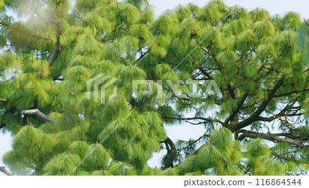 Long Needles Chinese White Pine. Bhutan Pine. Blue Soft Needles Pine. Nature Concept. Still. Long Needles Chinese White Pine. Bhutan Pine. Blue Soft Needles Pine. Nature Concept. Still. 116864544
