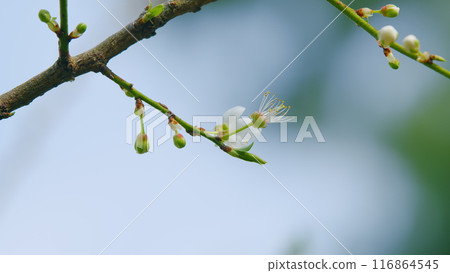 Flower In Garden In Morning. Small White Flowers On A Tree. Tree In Spring. Young Fragile Twigs With Flowers. Close up. Flower In Garden In Morning. Small White Flowers On A Tree. Tree In Spring. Young Fragile Twigs With Flowers. Close up. 116864545