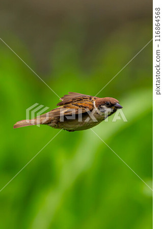 Sparrow 116864568