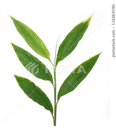 Japanese ginger leaf Japanese ginger leaf 116864590