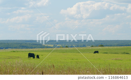 Cows Grazing On A Field In Summer. Herd Of Black Cows Grazing. Open Farm With Cattle On Field In Countryside Farm. Cows Grazing On A Field In Summer. Herd Of Black Cows Grazing. Open Farm With Cattle On Field In Countryside Farm. 116864613