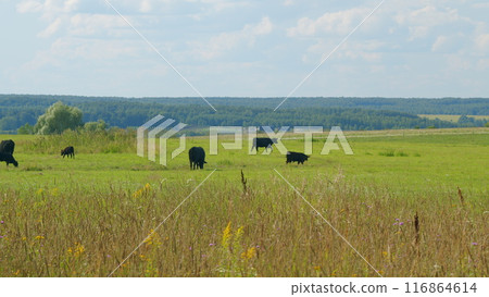 Cattle On Summer Grassland. Cows On A Pasture In Landscape In Summer. Bright Summer Field. 116864614