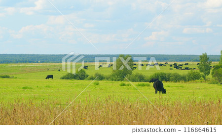 Cows On Summer Morning Pasture. Cows Grazing On Pasture. Field Of Cows Grazing At Day. 116864615