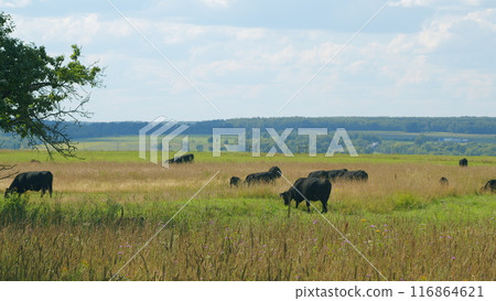 Cow Farm Panorama. Cows Grazing On Grass In A Field. Herd Of Angus In A Green Pasture In Late Summer. 116864621