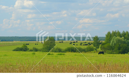 Black Angus In Summer Green Grassy Meadow. Skyline With Fluffy White Clouds In A Blue Sky. Black Angus In Summer Green Grassy Meadow. Skyline With Fluffy White Clouds In A Blue Sky. 116864624