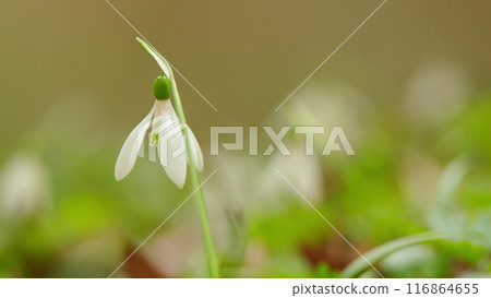 Galanthus Nivalis Growing On Ground. Concept Of Spring And Awakening Of Nature. White Flowers. Galanthus Nivalis Growing On Ground. Concept Of Spring And Awakening Of Nature. White Flowers. 116864655