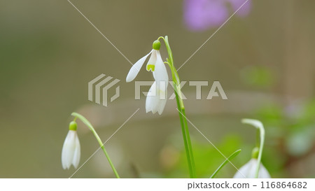 Galanthus Nivalis Or Small Snowdrops. Bulbous Perennial Herbaceous Plants In Family Amaryllidaceae. 116864682