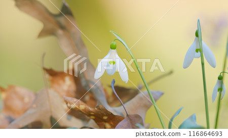 Common Snowdrop Blooming. Spring Flower Snowdrop Is First Flower In Beginning Of Spring And End Of Winter. Common Snowdrop Blooming. Spring Flower Snowdrop Is First Flower In Beginning Of Spring And End Of Winter. 116864693
