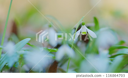 Wild Flowers Field. Perennial Herbaceous Plant Blooming In Spring Genus Of Perennial Herbs Of Amaryllis Family Or Amaryllidaceae. Wild Flowers Field. Perennial Herbaceous Plant Blooming In Spring Genus Of Perennial Herbs Of Amaryllis Family Or Amaryllidaceae. 116864703
