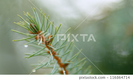 Fir Branches Blue Lush Spruce Branch Textured Background. Dense Bushy Evergreen Conifer. Fir Branches Blue Lush Spruce Branch Textured Background. Dense Bushy Evergreen Conifer. 116864714