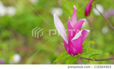 Pink Magnolia Flowers. Blossoming Pink Magnolia. Bright Streaks On Thick Petals. Close up. Pink Magnolia Flowers. Blossoming Pink Magnolia. Bright Streaks On Thick Petals. Close up. 116864803
