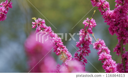 Beautiful Flowers Background. Pink Flowers On Judas Tree With Bees Working And Sun Shining Brightly In Spring. Close up. 116864813