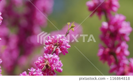 Pink Branch Of Redbud In Full Bloom. Scientific Name Cercis Siliquastrum. Close up. 116864818