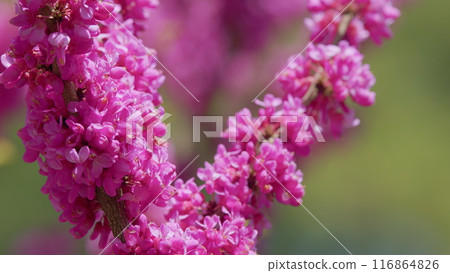 Cercis Siliquastrum Or Judas Tree Pink Flowers During Spring Season. The Deep Pink Flowers. Close up. Cercis Siliquastrum Or Judas Tree Pink Flowers During Spring Season. The Deep Pink Flowers. Close up. 116864826