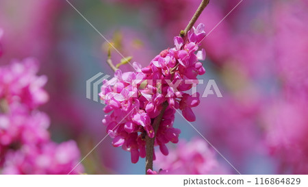 European Cercis Or Judas Tree And European Scarlet. Cercis Siliquastrum Branches With Pink Flowers In Spring. Close up. 116864829