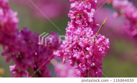 Cercis Siliquastrum Branches With Pink Flowers In Spring. Cercis Is A Tree Or Shrub. Close up. 116864830