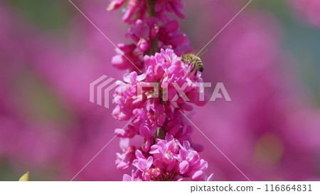 Beautiful Flowers Background. Pink Flowers On Judas Tree With Bees Working And Sun Shining Brightly In Spring. Close up. Beautiful Flowers Background. Pink Flowers On Judas Tree With Bees Working And Sun Shining Brightly In Spring. Close up. 116864831