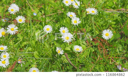 Field Of Chamomiles At Sunny Day At Nature. Common Daisy. Beautiful Summer Meadow. Close up. Field Of Chamomiles At Sunny Day At Nature. Common Daisy. Beautiful Summer Meadow. Close up. 116864862
