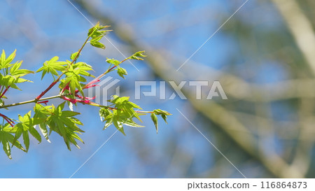 Maple Tree Foliage With Leaves And Flowers In Spring Against The Blue Sky. Close up. 116864873