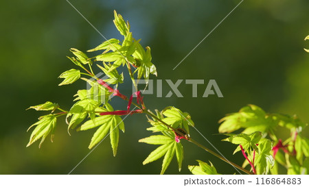 Japanese Maple Shoots In Green And Red. Acer Maple Is A Species Of Maple Native To Japan. Close up. 116864883
