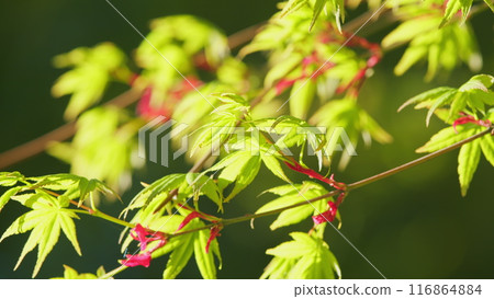 Maple Tree Foliage With Leaves And Flowers In Spring Against The Blue Sky. Close up. 116864884