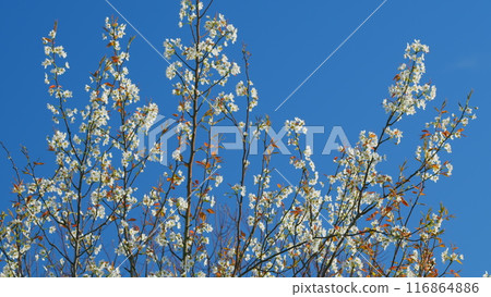 Ornamental Plum Blossoms. Japanese Plum White Beautiful Flowers And Purple Leaves. Still. 116864886
