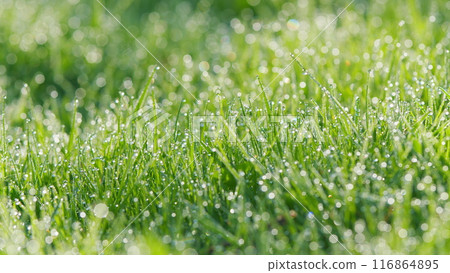 Fresh Green Grass Background In Sunny Summer Day. Tranquility. Background Grass At Sunset. Pan. Fresh Green Grass Background In Sunny Summer Day. Tranquility. Background Grass At Sunset. Pan. 116864895