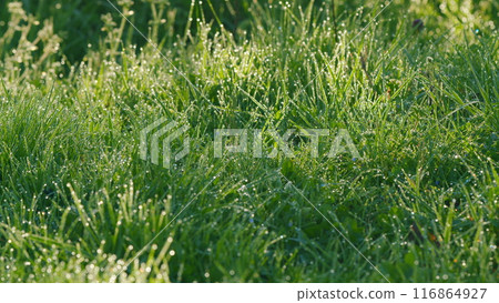 Drops Pure Transparent Water Spring Summer In Nature. Awakening Garden In Springtime. Abstract Nature Background. Rack focus. Drops Pure Transparent Water Spring Summer In Nature. Awakening Garden In Springtime. Abstract Nature Background. Rack focus. 116864927