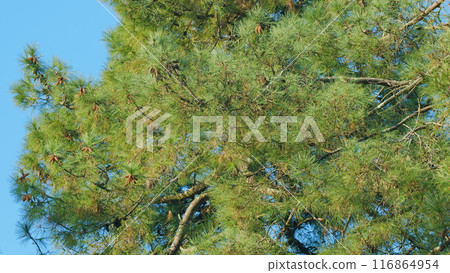Pine Cones And Pine Leaves. Brown Mature Ripe Seed Cone Of Pine Surrounded By Its Green Thorns. Still. 116864954