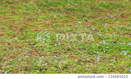 Forget Me Not Flowers Background. Field Of Delicate Forget-Me-Nots. Myosotis Scorpioides. Close up. 116865023