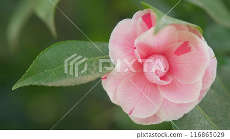 Camellia Japonica Is In Bloom. April Dawn Blush Pink Flower. Flower Of Camellia. Close up. Camellia Japonica Is In Bloom. April Dawn Blush Pink Flower. Flower Of Camellia. Close up. 116865029