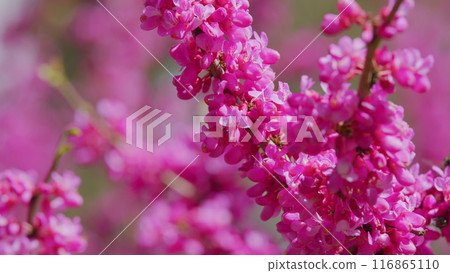 Deep Pink Flowers Of Judas Tree. Pink Pea Shaped Flower Clusters During Summer Season. Close up. Deep Pink Flowers Of Judas Tree. Pink Pea Shaped Flower Clusters During Summer Season. Close up. 116865110