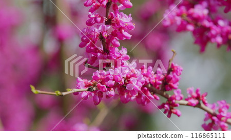 Pink Flowers On Judas Tree. Commonly Known As The Judas Tree Is A Small Deciduous Tree. Close up. 116865111