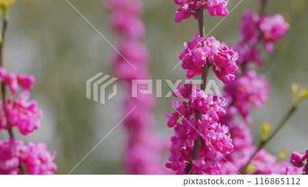 Blooming Judas Tree. Commonly Known As The Judas Tree Is A Small Deciduous Tree. Close up. 116865112