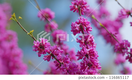 Tree In The Garden Of A Blossoming Tree With Pink Flowers. Branch With Pink Flowers Of The Judas Tree. Close up. Tree In The Garden Of A Blossoming Tree With Pink Flowers. Branch With Pink Flowers Of The Judas Tree. Close up. 116865117